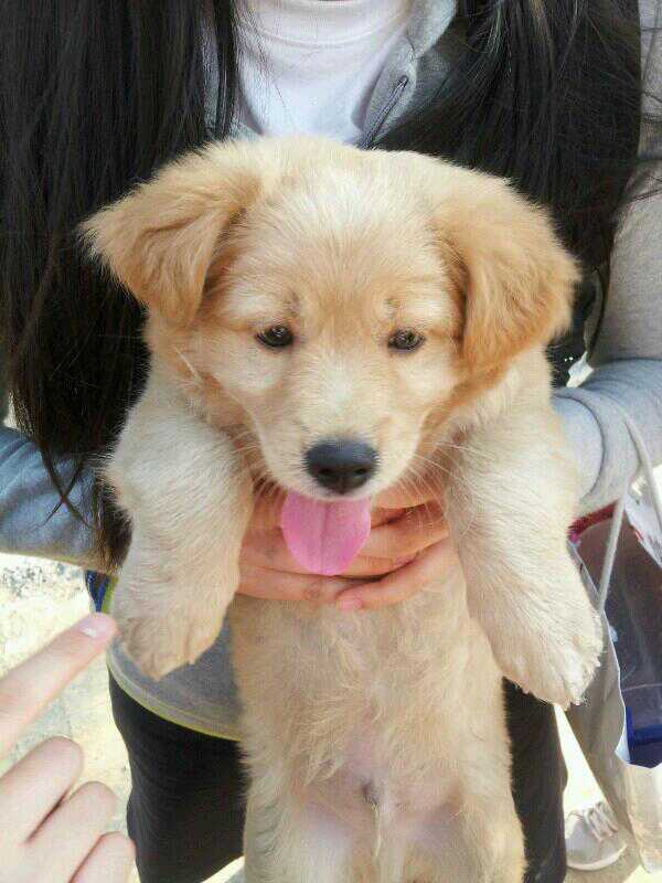 인천 동구 창영동 강아지 한마리 임시 보호 중 입니다.