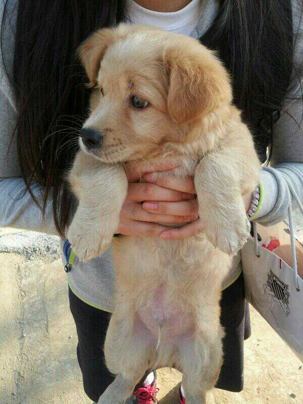 인천 동구 창영동 강아지 한마리 임시 보호 중 입니다.