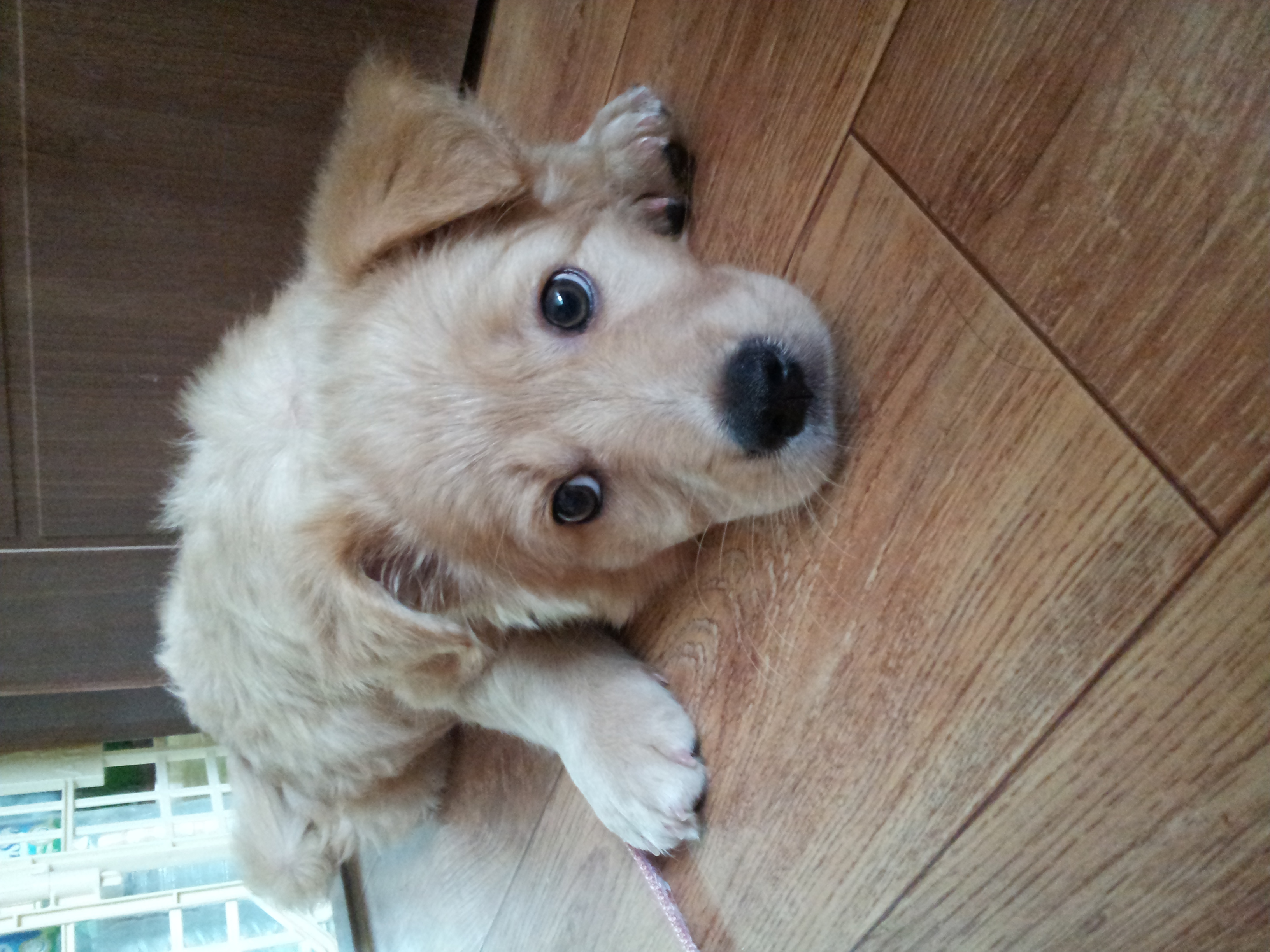 인천 동구 창영동 강아지 한마리 임시 보호 중 입니다.