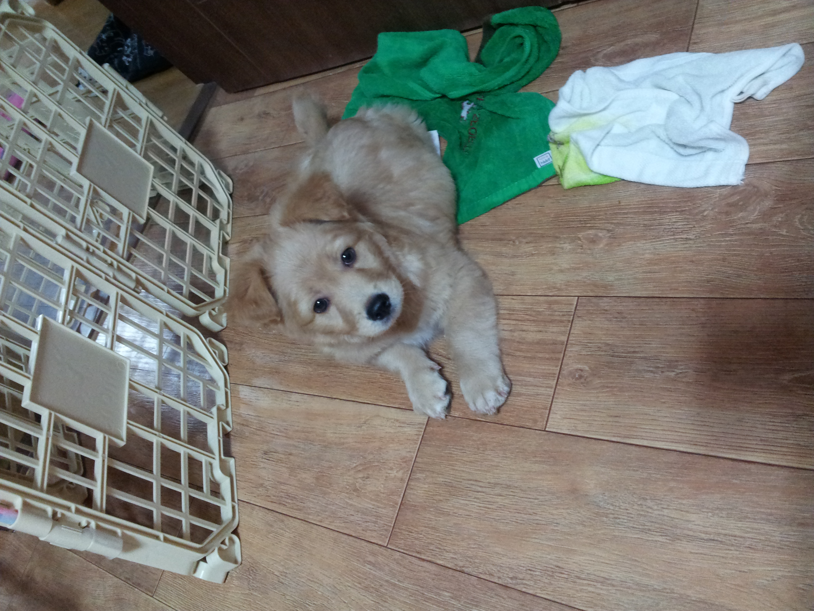 인천 동구 창영동 강아지 한마리 임시 보호 중 입니다.