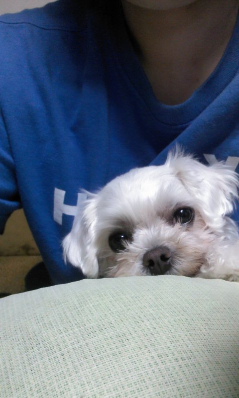 우리콩이를찾습니다..