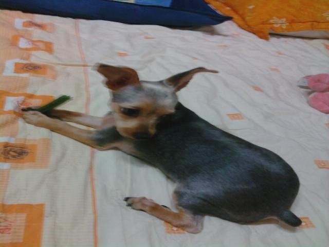 중랑구 상봉동 동부시장/ 아지를 찾습니다