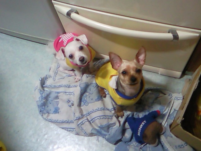 중랑구 상봉동 동부시장/ 아지를 찾습니다