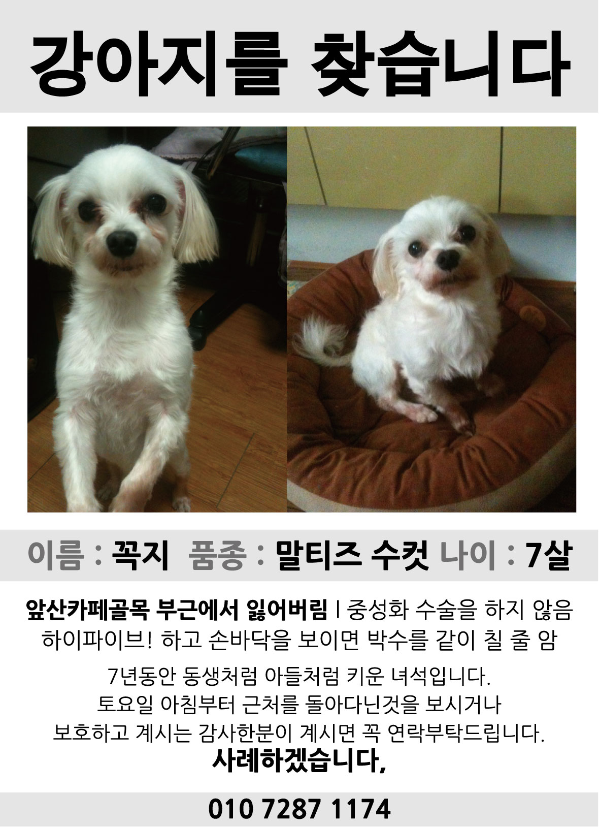 대구 말티즈 수컷 사례금30만원 안지랑 현충로 부근