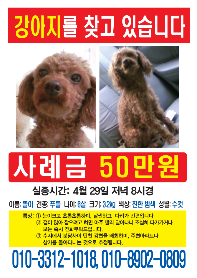 [사례금 50만원] 갈색 푸들 남아 찾습니다 (수지/분당 지역)