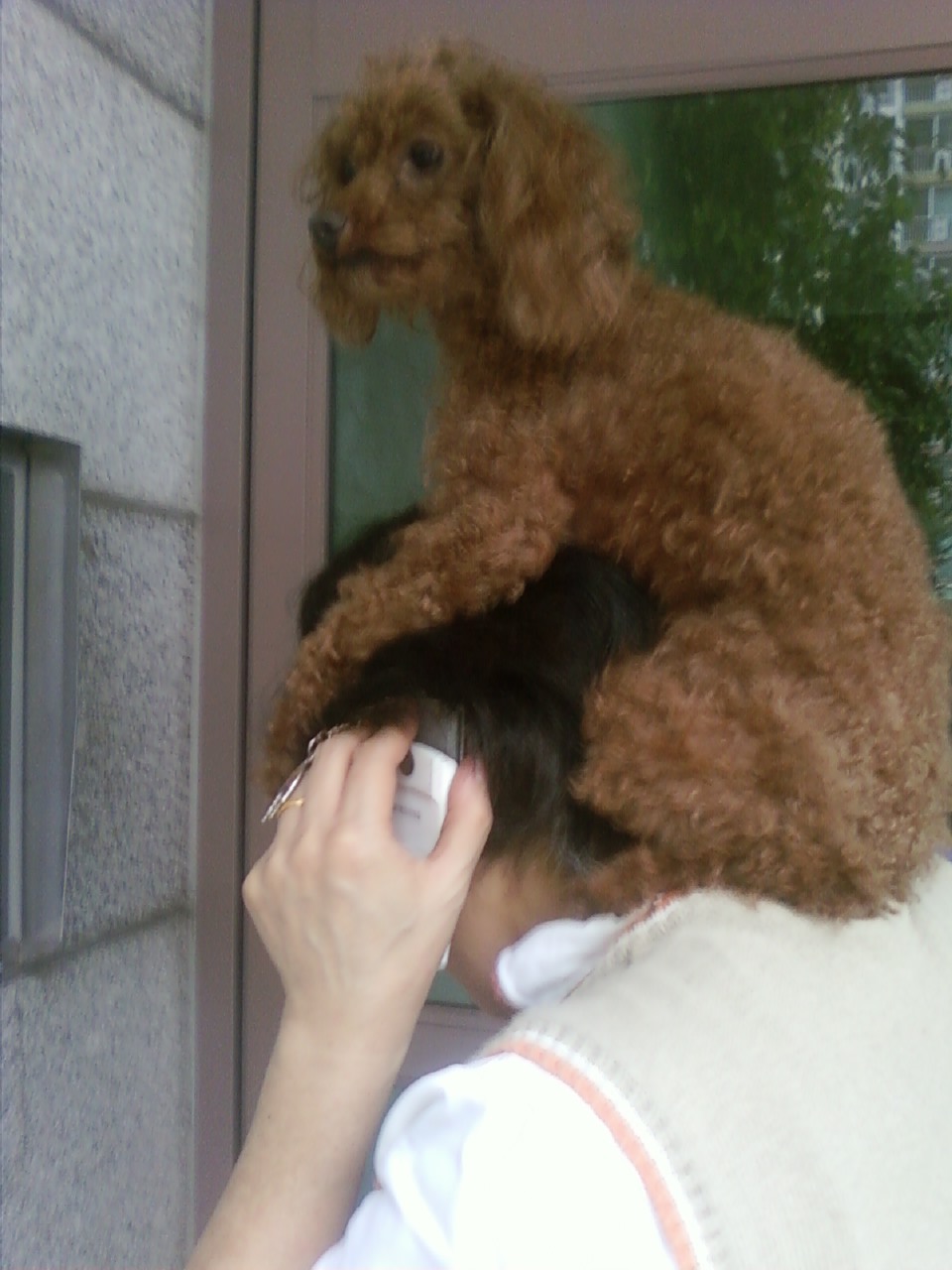 [사례금 50만원] 갈색 푸들 남아 찾습니다 (수지/분당 지역)