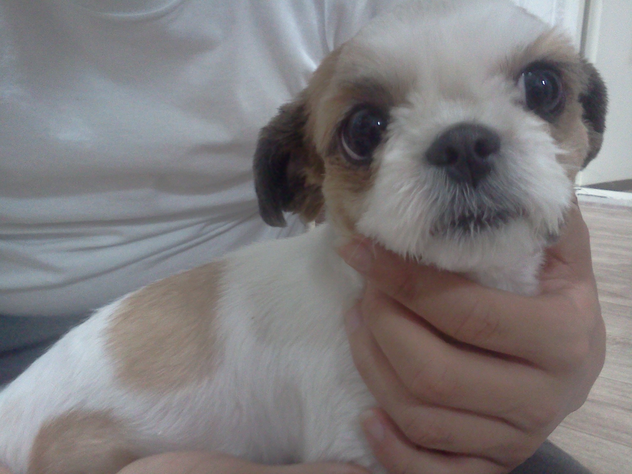 시츄를 보호중입니다.