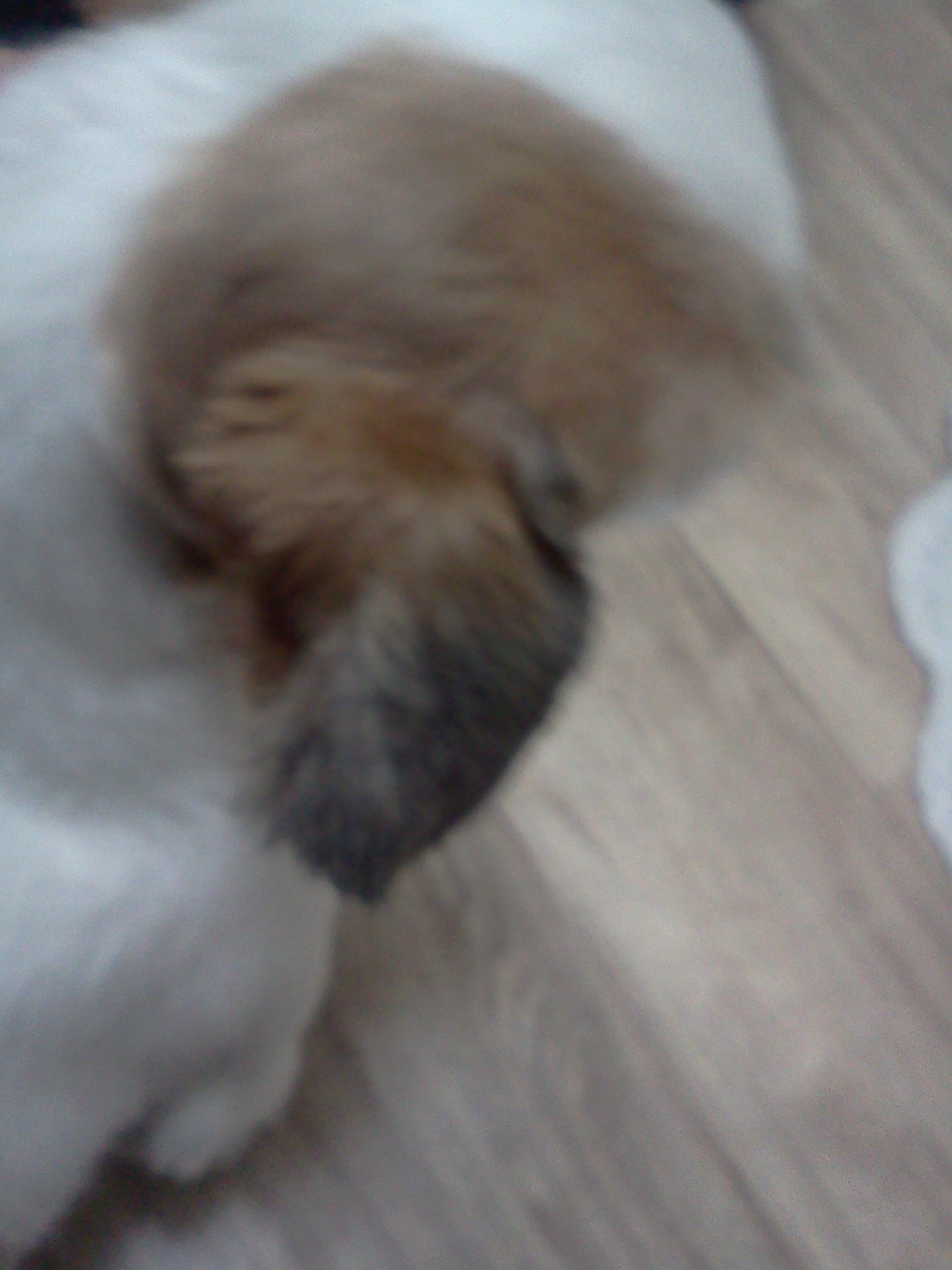 시츄를 보호중입니다.