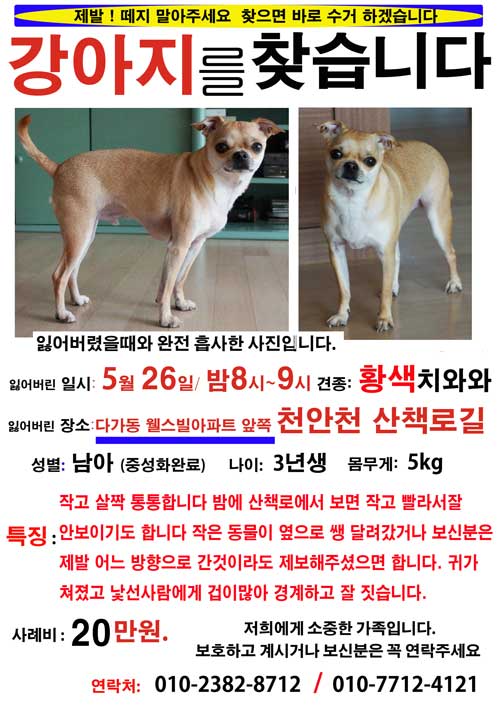 황색 치와와/ 남아(중성화완료) / 3년생 / 5kg  찾습니다(꼭 사례비드리겠습니다)