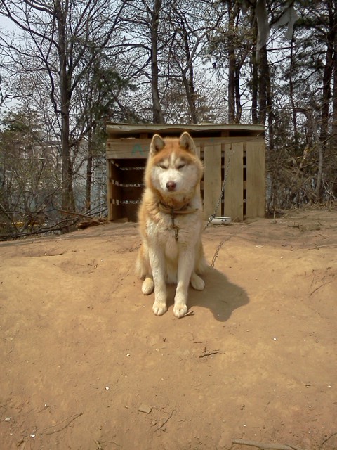 시베리안허스키 갈색견 우리 아톰 찾아요~