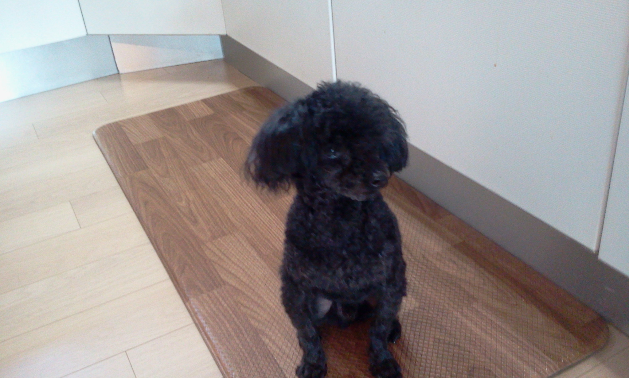 검은색 푸들을 보호하고있습니다.ㅡ주인찾았어요ㅡ감사ㅡ