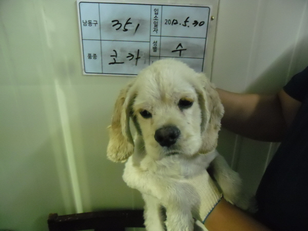 인천 남동구 남촌동 코카 (크림색)-주인찾아요