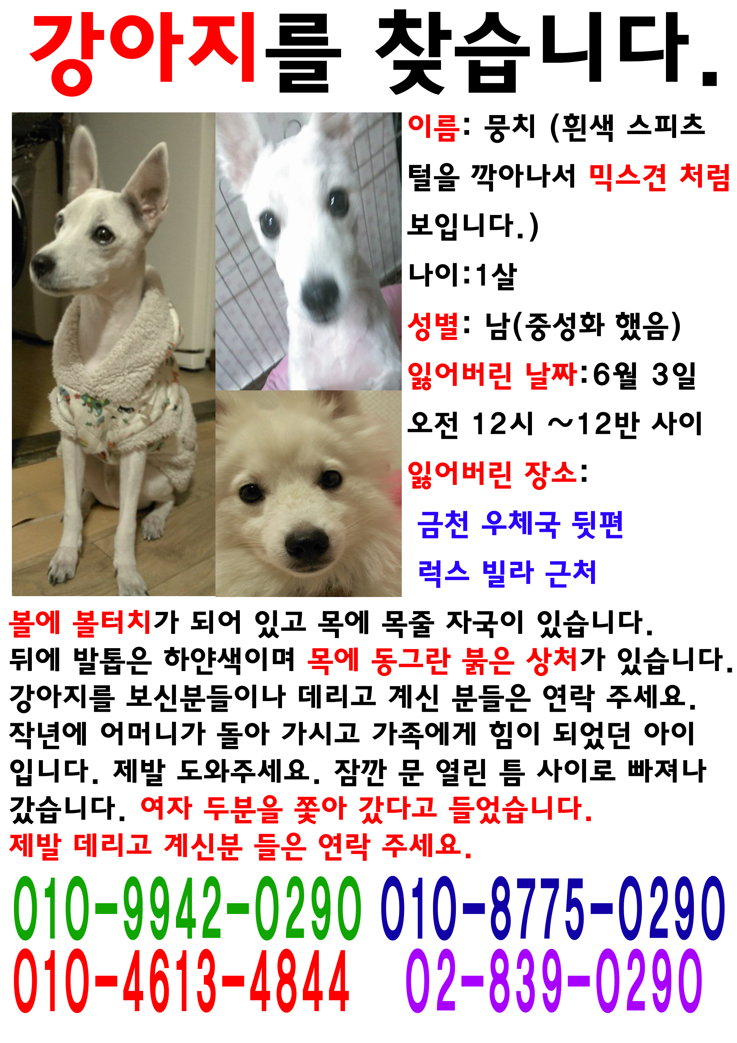 1년된 스피츠 남아를 찾아요(서울 금천구 독산동)