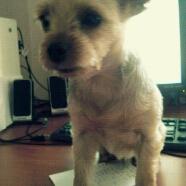 대전 용문동 8살 요크셔테리어 남아 찾습니다