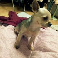 대전 용문동 8살 요크셔테리어 남아 찾습니다