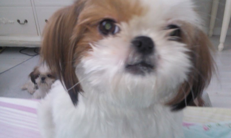 인천 서구) 시츄 여아 도난당한지 한달..