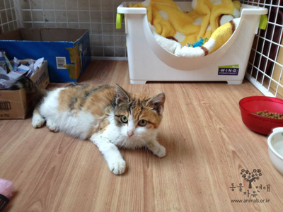 [D12-030관외]길거리에서 심한 상처를 입었던 어린 고양이