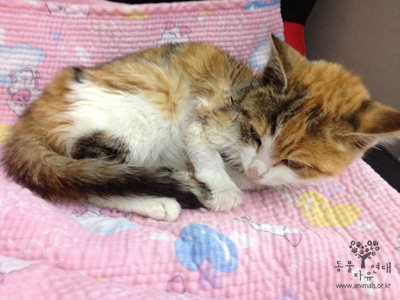 [D12-030관외]길거리에서 심한 상처를 입었던 어린 고양이