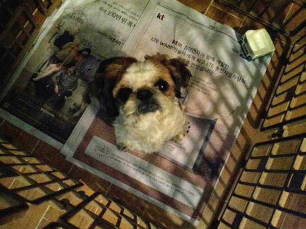 ★★★★ 인천시 부평구 부평4동 시츄 수컷 보호중 ★★★★