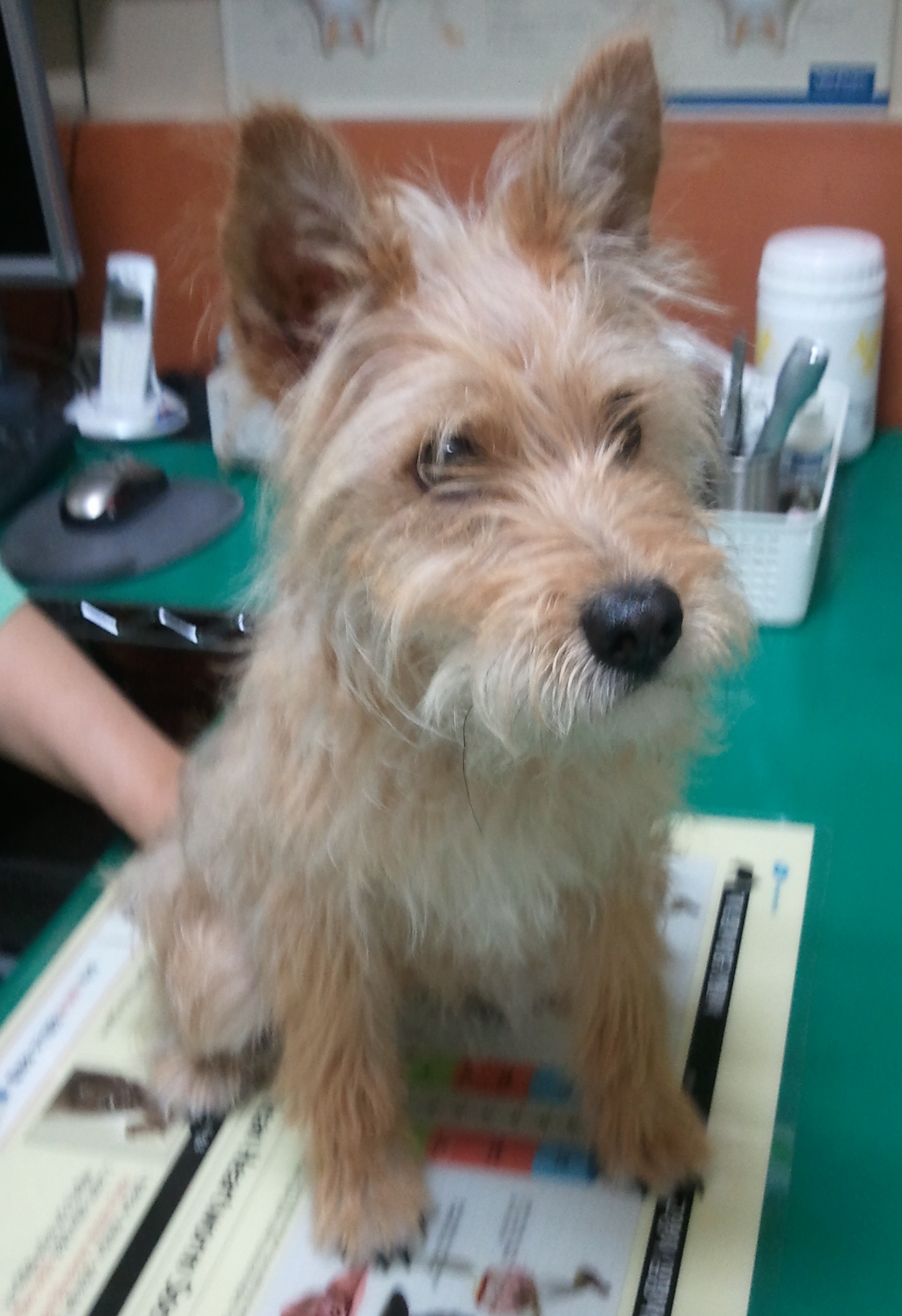 성북구에서 발견한 강아지입니다.