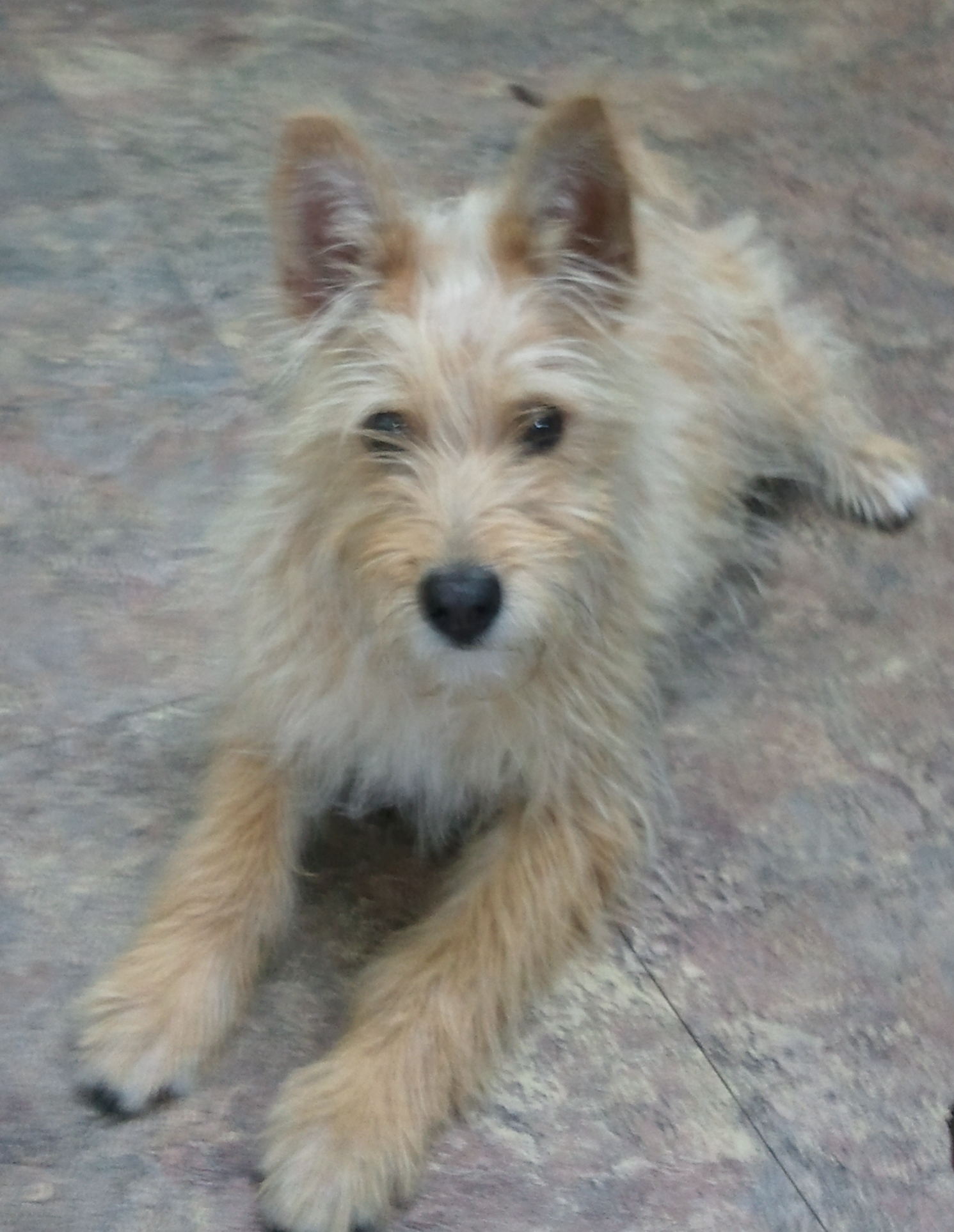 성북구에서 발견한 강아지입니다.