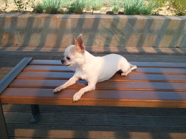 김포 대명항 부근 치와와 찾습니다