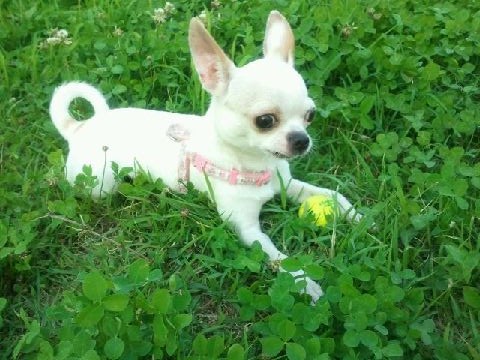 김포 대명항 부근 치와와 찾습니다