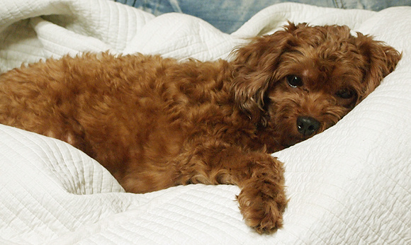 신림동에서 잃어버렸습니다