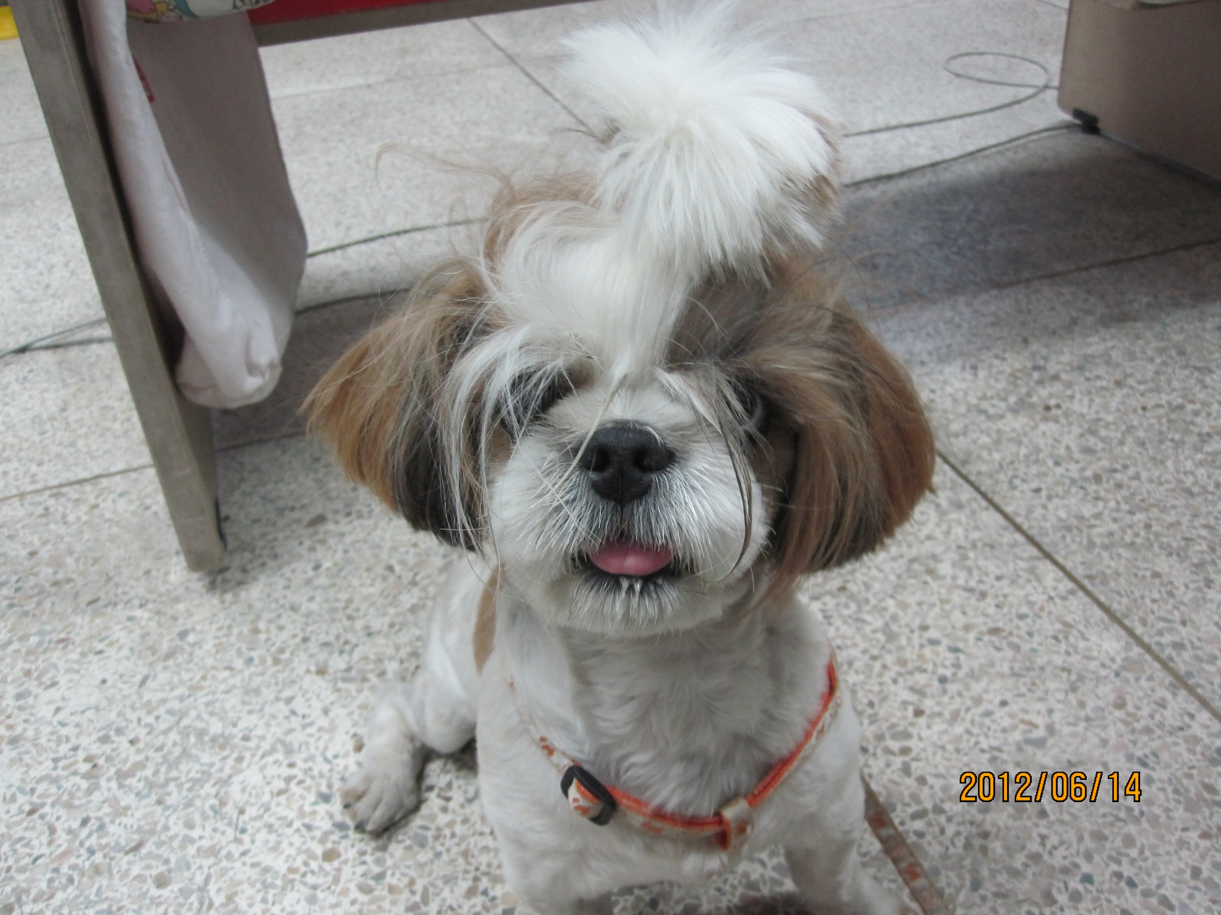 수원천천초등학교에서 발견한 강아지의 주인을 찾습니다