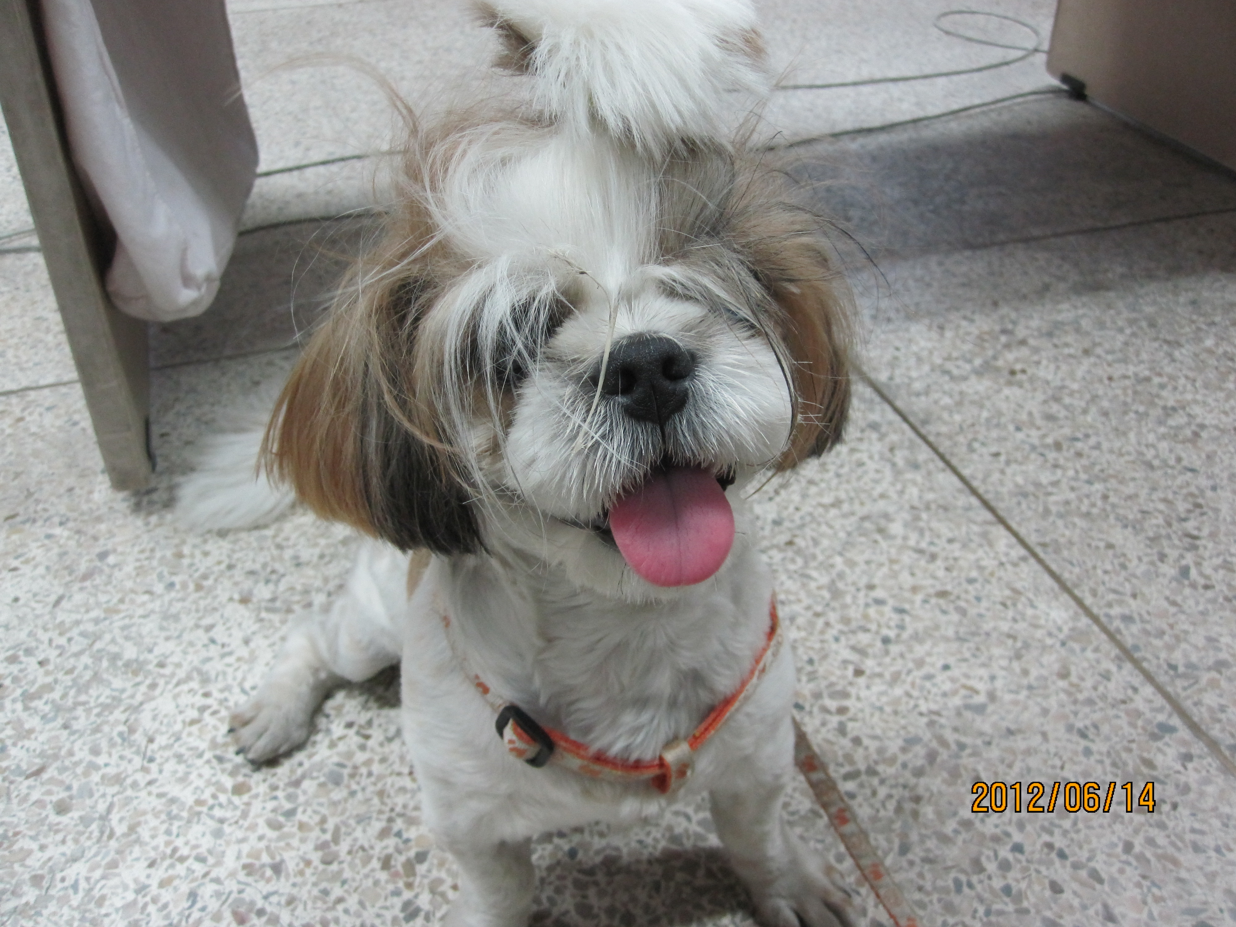 수원천천초등학교에서 발견한 강아지의 주인을 찾습니다