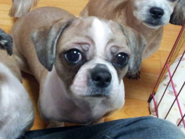 시츄 여아 3살된 강아지 찾습니다.