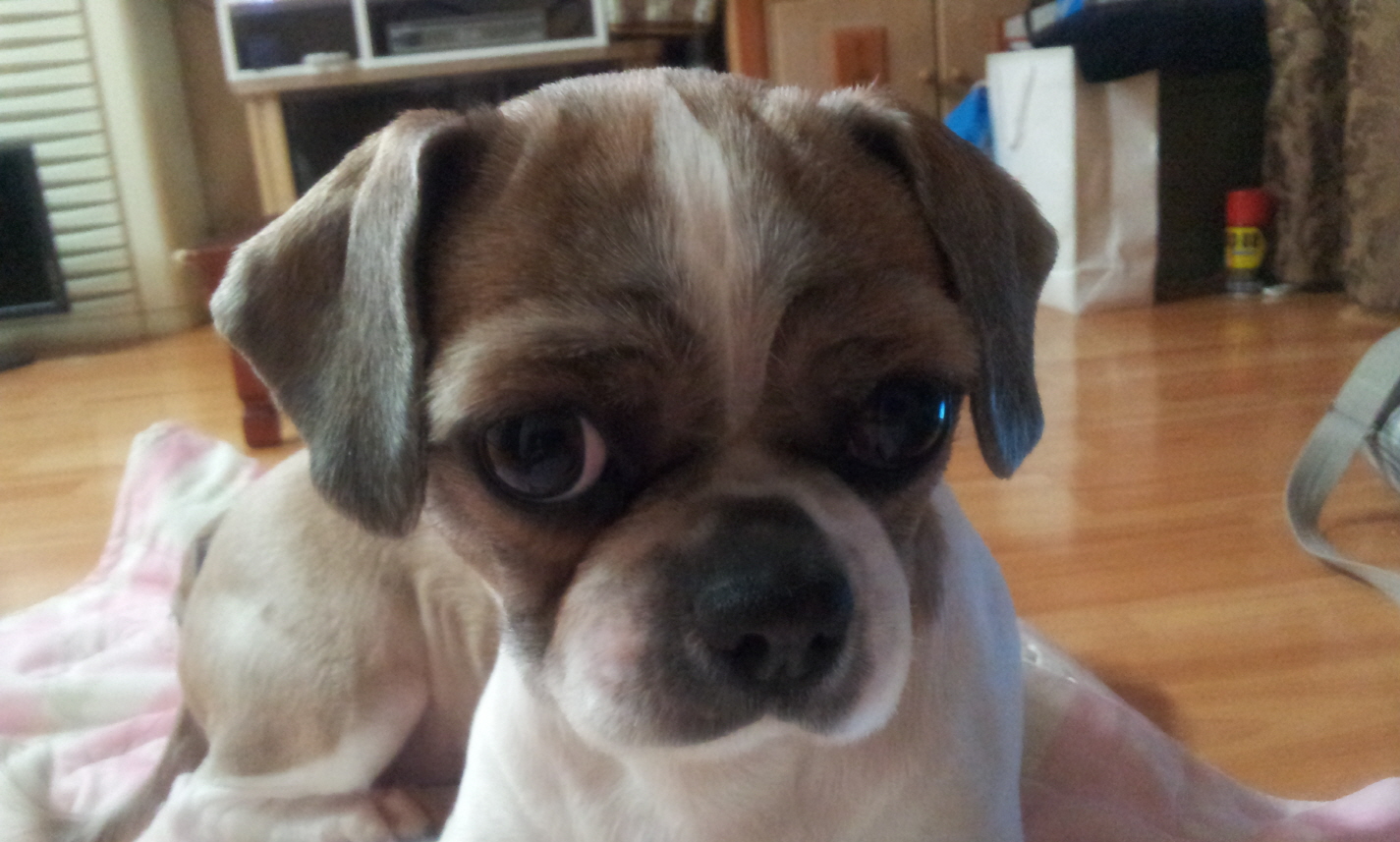 시츄 여아 3살된 강아지 찾습니다.