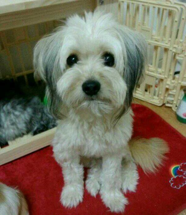 강남구 압구정동 부근/저희 치즈를 찾아주세요(사례금150만원)