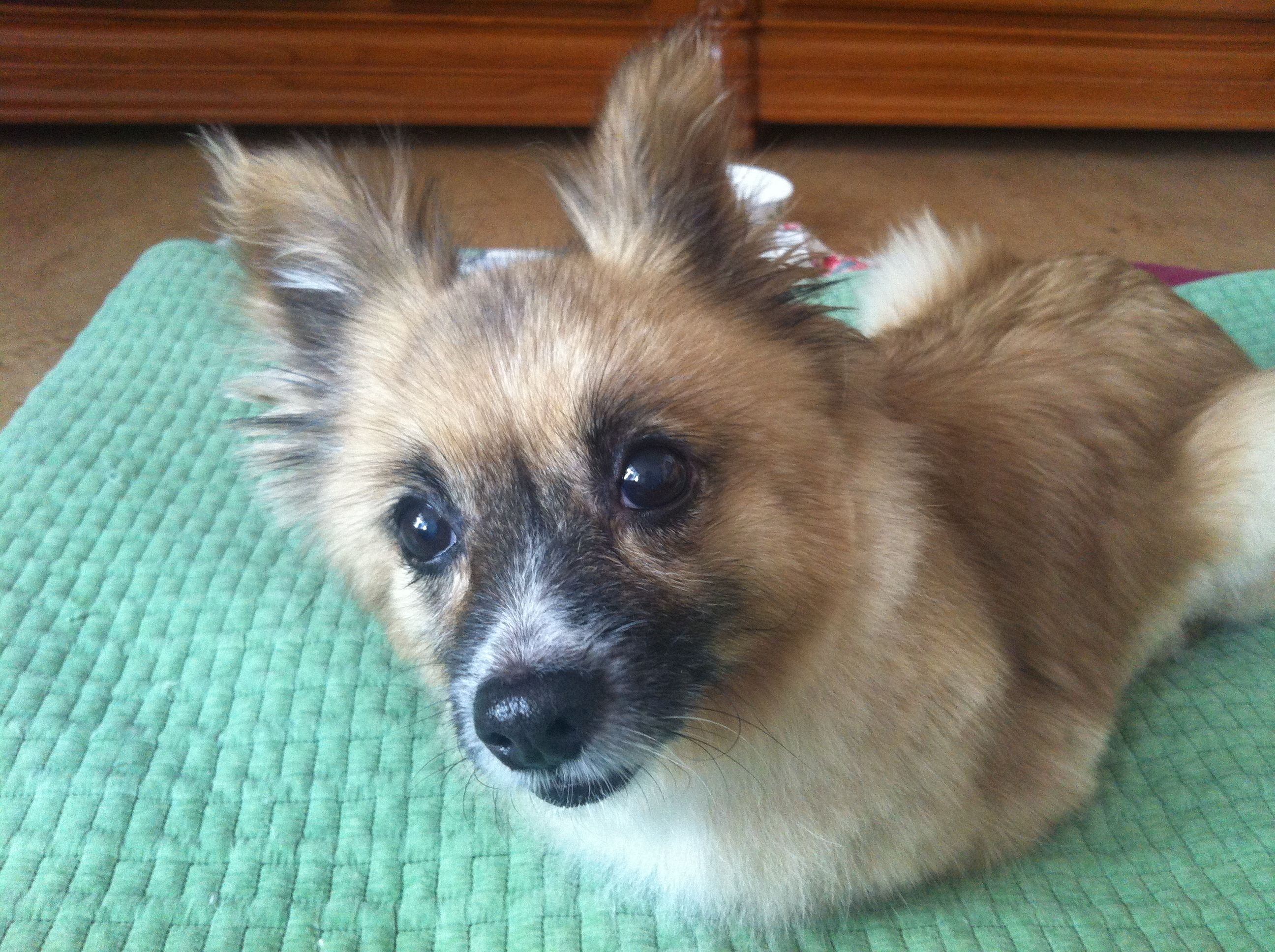 주인찾습니다-2012.06.14발견/믹스/암컷(서울강서구)