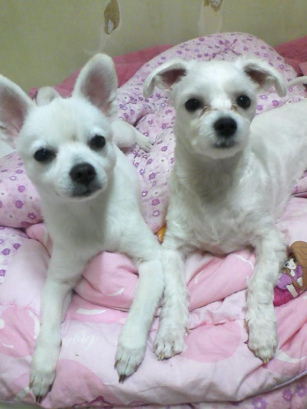 [대구]말티즈, 스피츠 강아지를 찾습니다.