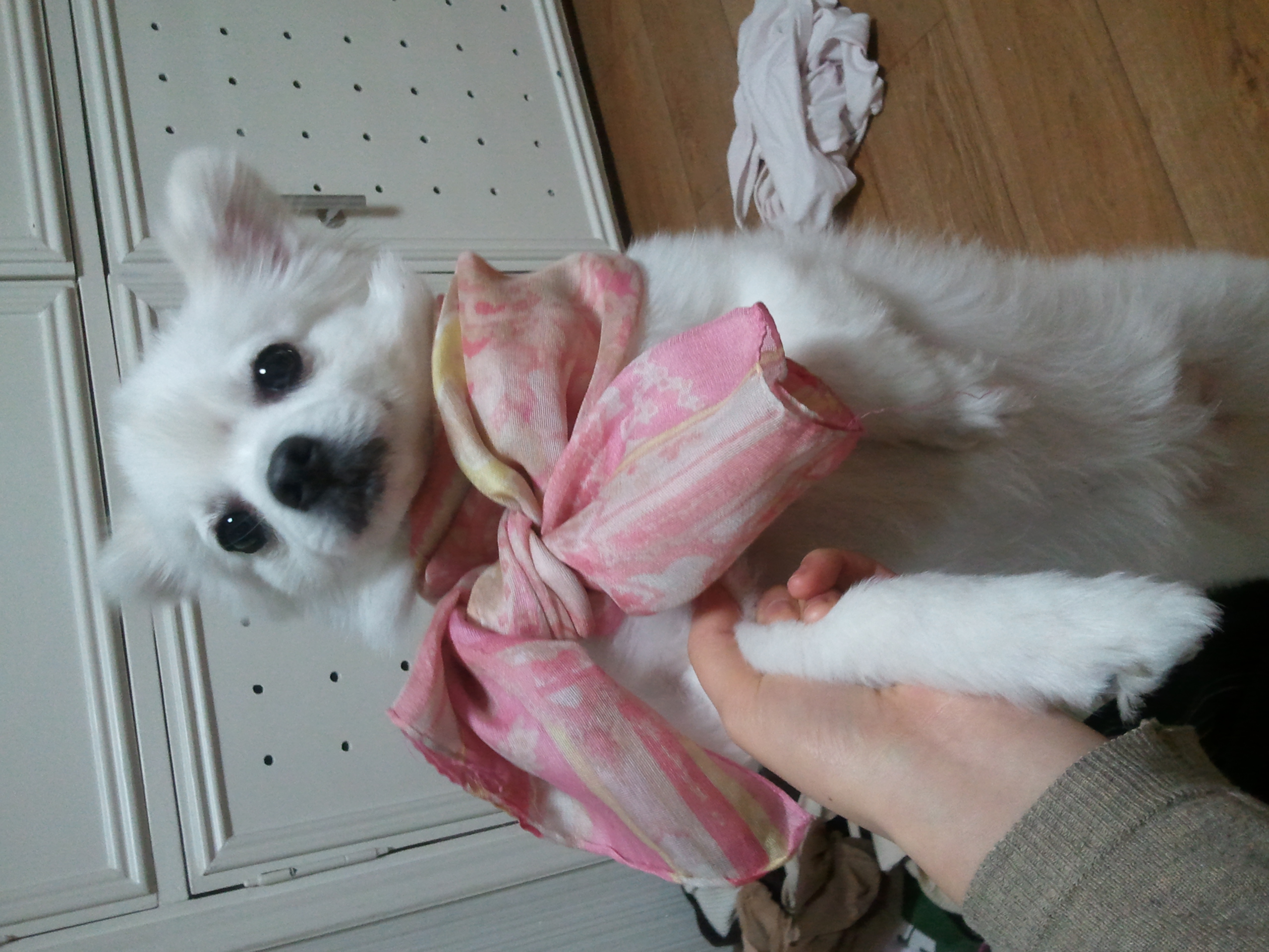 [대구]말티즈, 스피츠 강아지를 찾습니다.