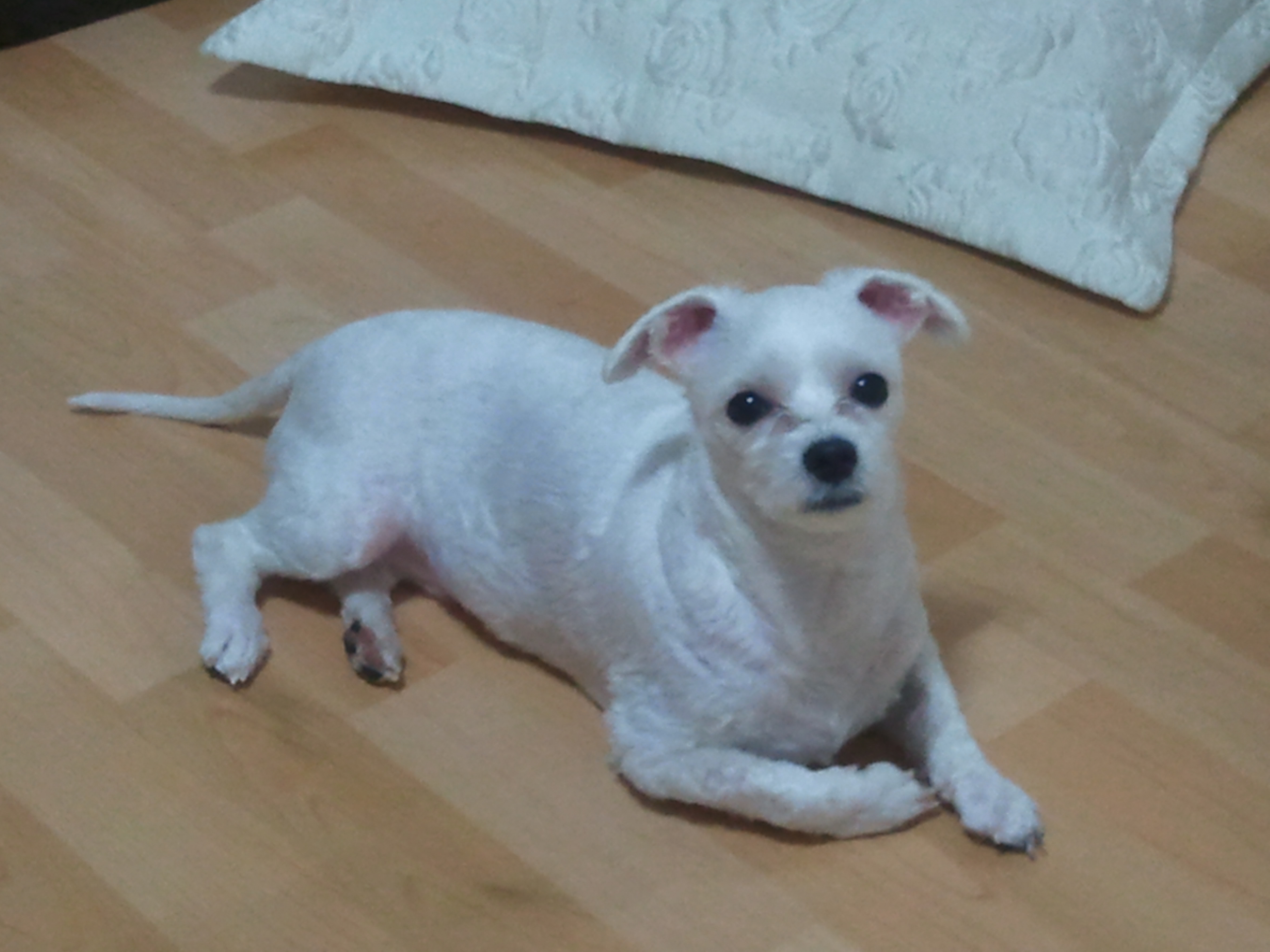 [대구]말티즈, 스피츠 강아지를 찾습니다.