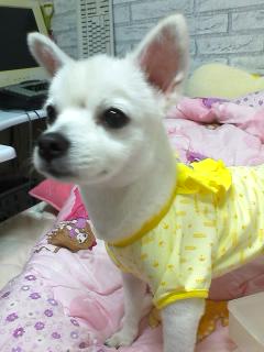 [대구]말티즈, 스피츠 강아지를 찾습니다.