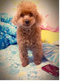 금천구독산동 남문시장근처 [토이푸들 갈색] 미키를 찾습니다.