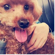 금천구독산동 남문시장근처 [토이푸들 갈색] 미키를 찾습니다.