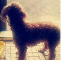 금천구독산동 남문시장근처 [토이푸들 갈색] 미키를 찾습니다.