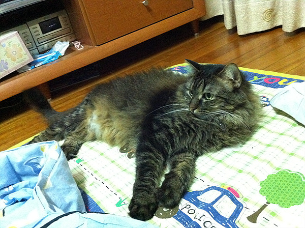 메인쿤 암컷 흑갈색 고양이를 찾습니다.