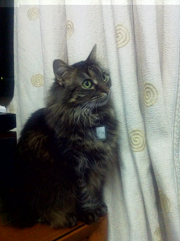 메인쿤 암컷 흑갈색 고양이를 찾습니다.