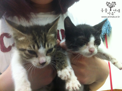 [D12-034관외] 구조자 집 앞에서 비를 맞고 있던 아기고양이 2마리 
