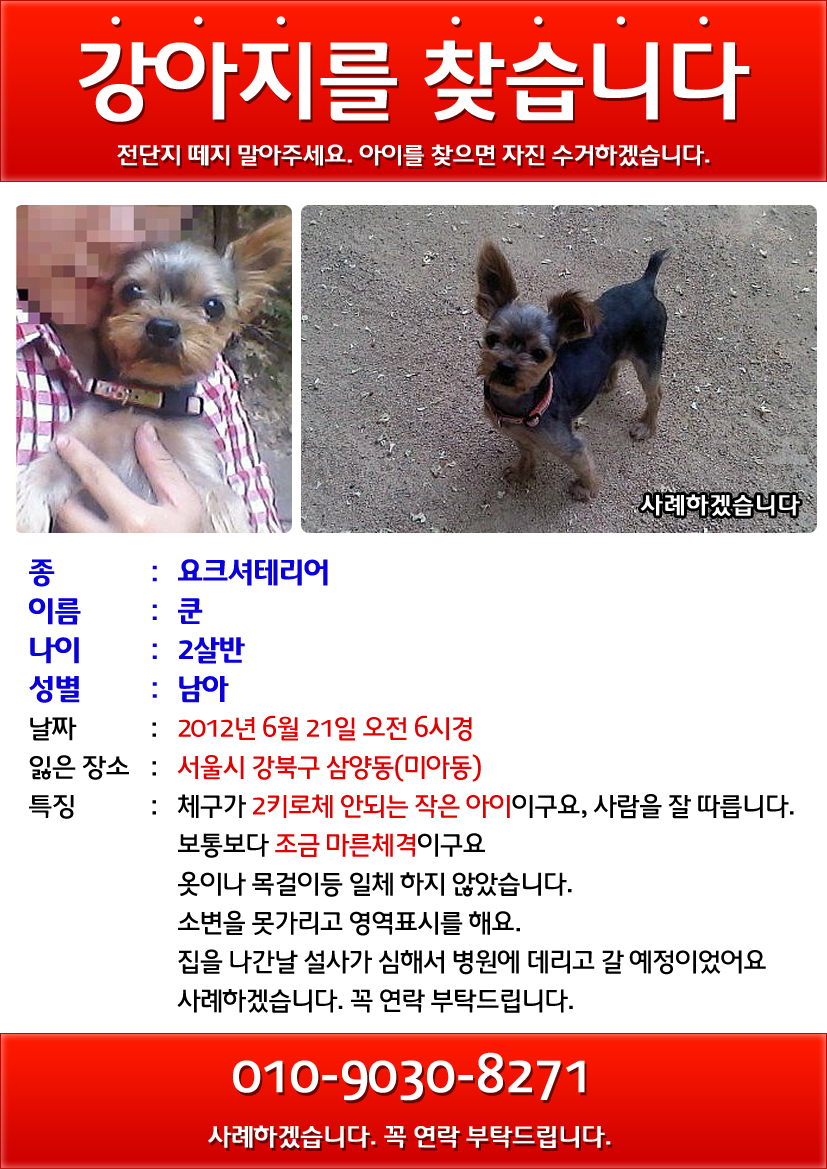 서울 강북구 삼양동(미아동)/요크셔 남아 찾아요