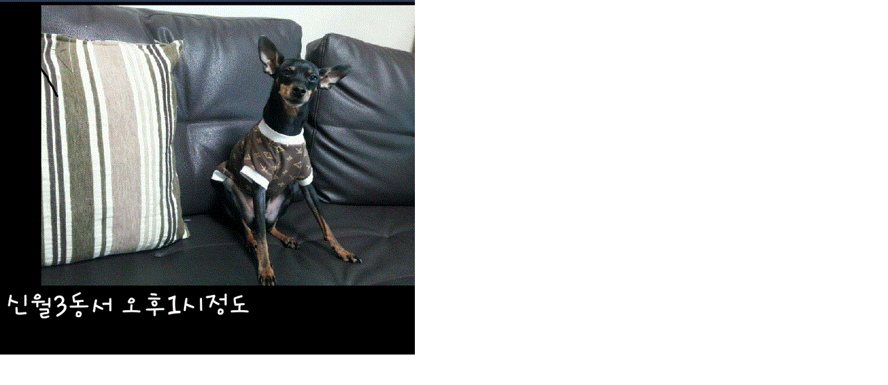 강아지콩이잃어버렸어요