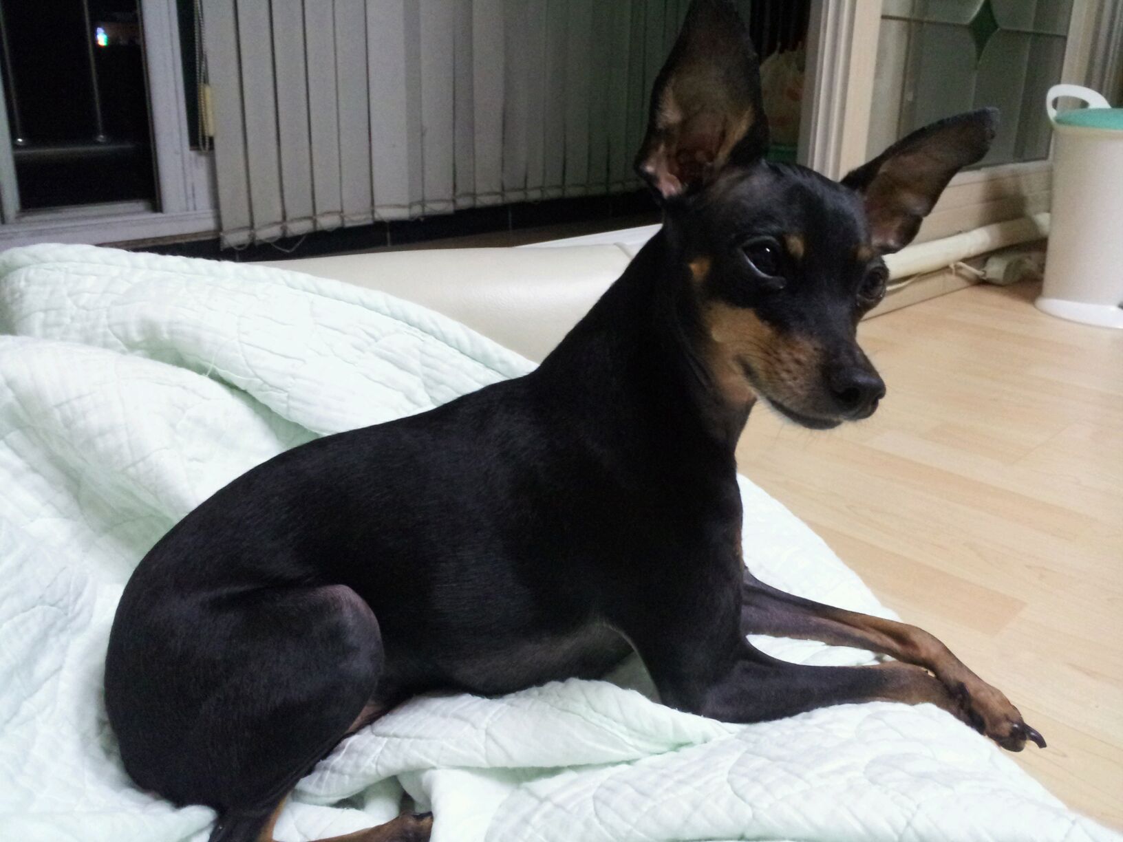 강아지콩이잃어버렸어요