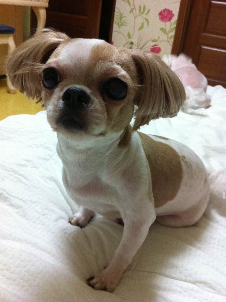 서울동대문구 제기동주변에서 시츄잃어버렸습니다...