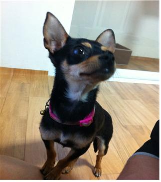 주인을 찾습니다(충북 청주시 무심천부근)