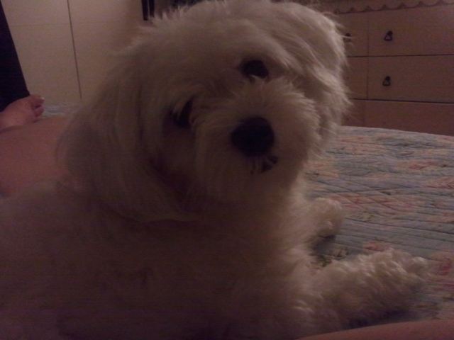 대전 유성구 말티즈를 찾습니다.